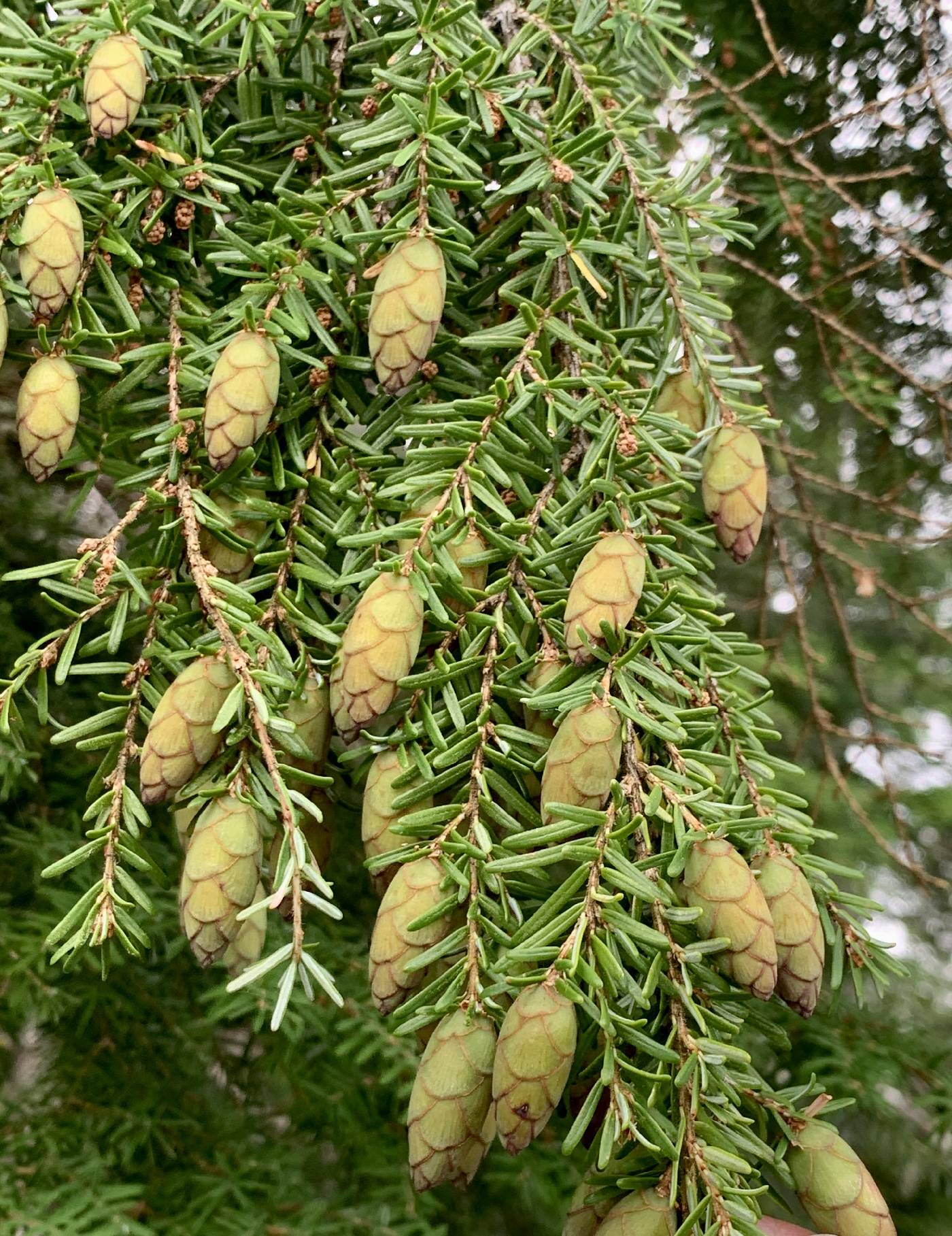 Tsuga heterophylla image