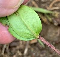 Erythranthe lewisii image