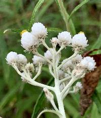 Anaphalis margaritacea image