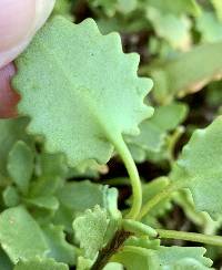 Hylotelephium populifolium image