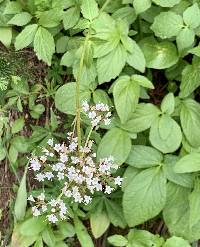 Valeriana sitchensis image