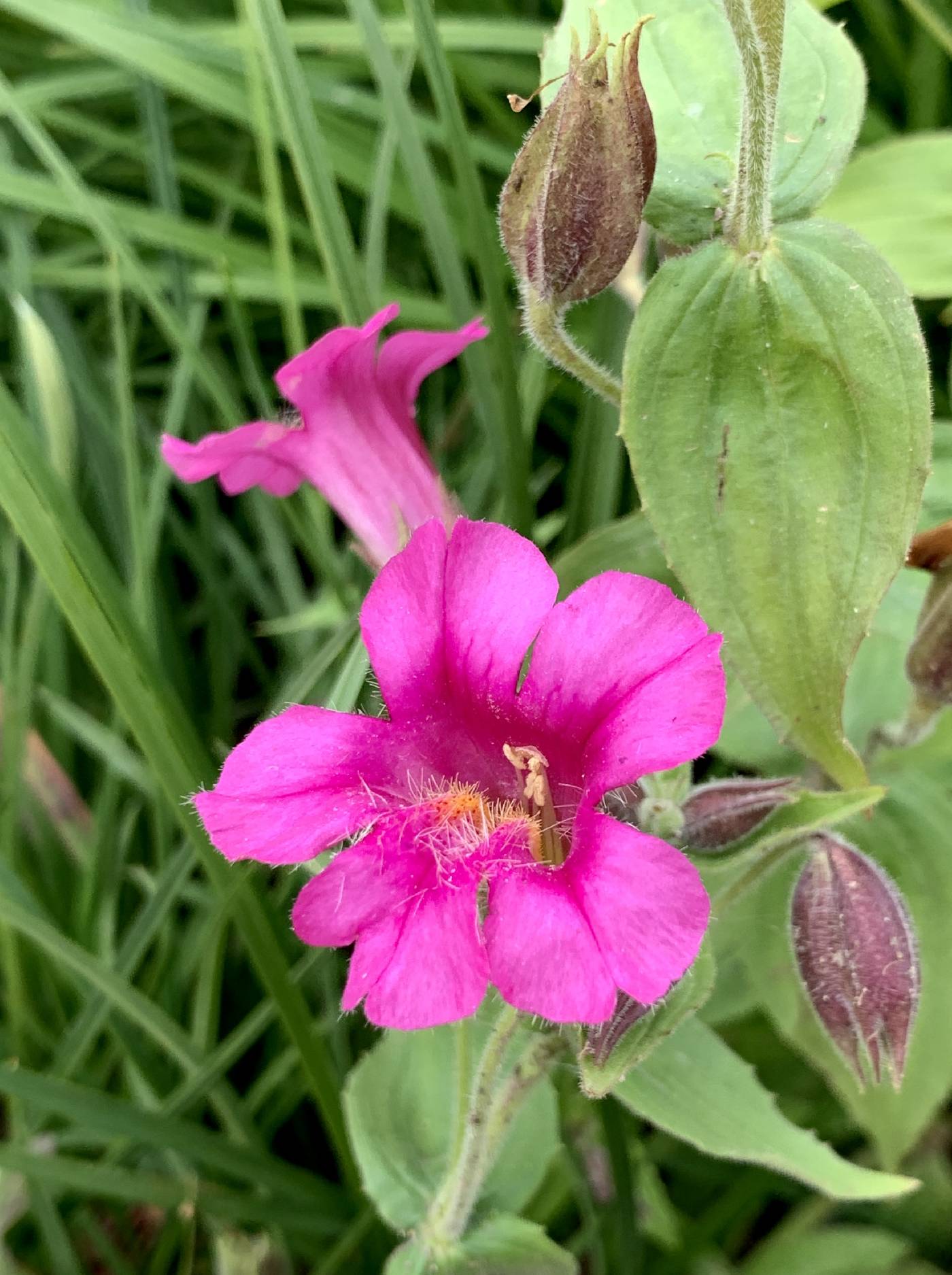 Erythranthe lewisii image