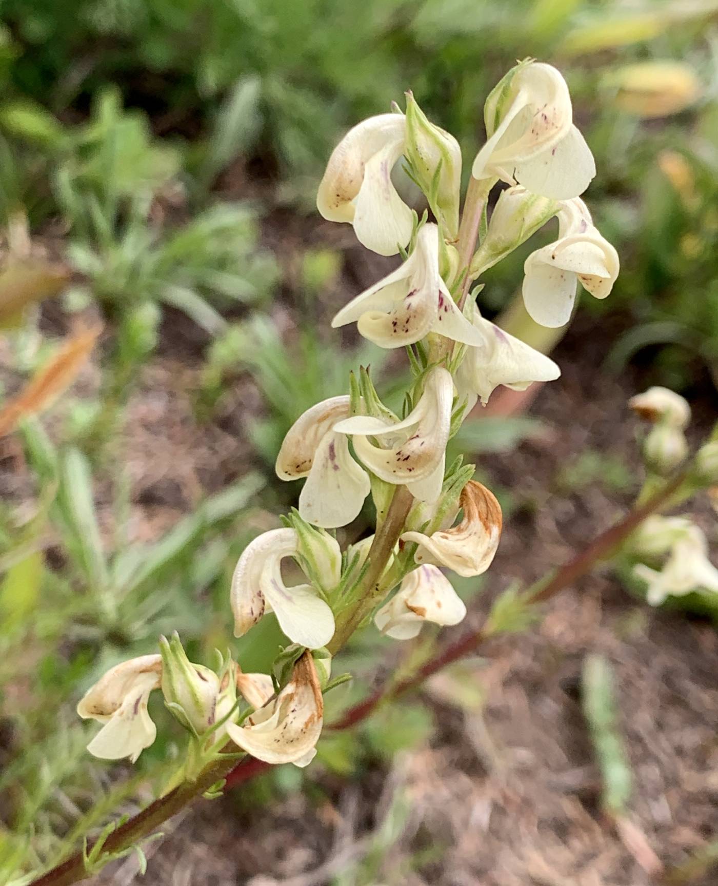 Pedicularis contorta image