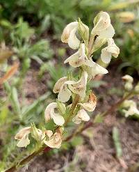 Image of Pedicularis contorta