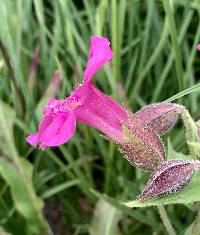 Erythranthe lewisii image