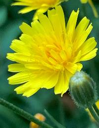 Crepis capillaris image