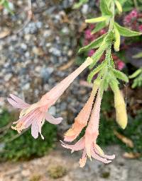 Epilobium canum image