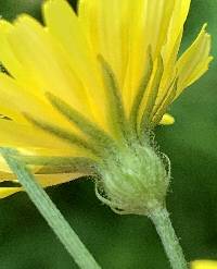 Crepis capillaris image