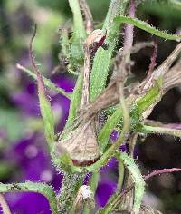 Lobelia × speciosa image