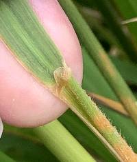 Calamagrostis brachytricha image