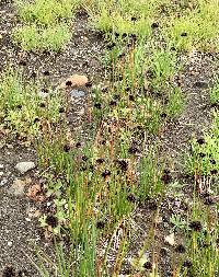 Juncus mertensianus image