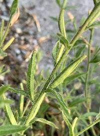 Epilobium canum image