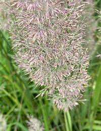 Calamagrostis brachytricha image