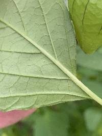 Physalis philadelphica image