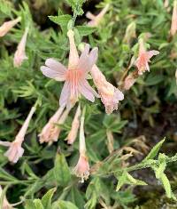 Epilobium canum image