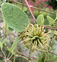 Clematis versicolor image