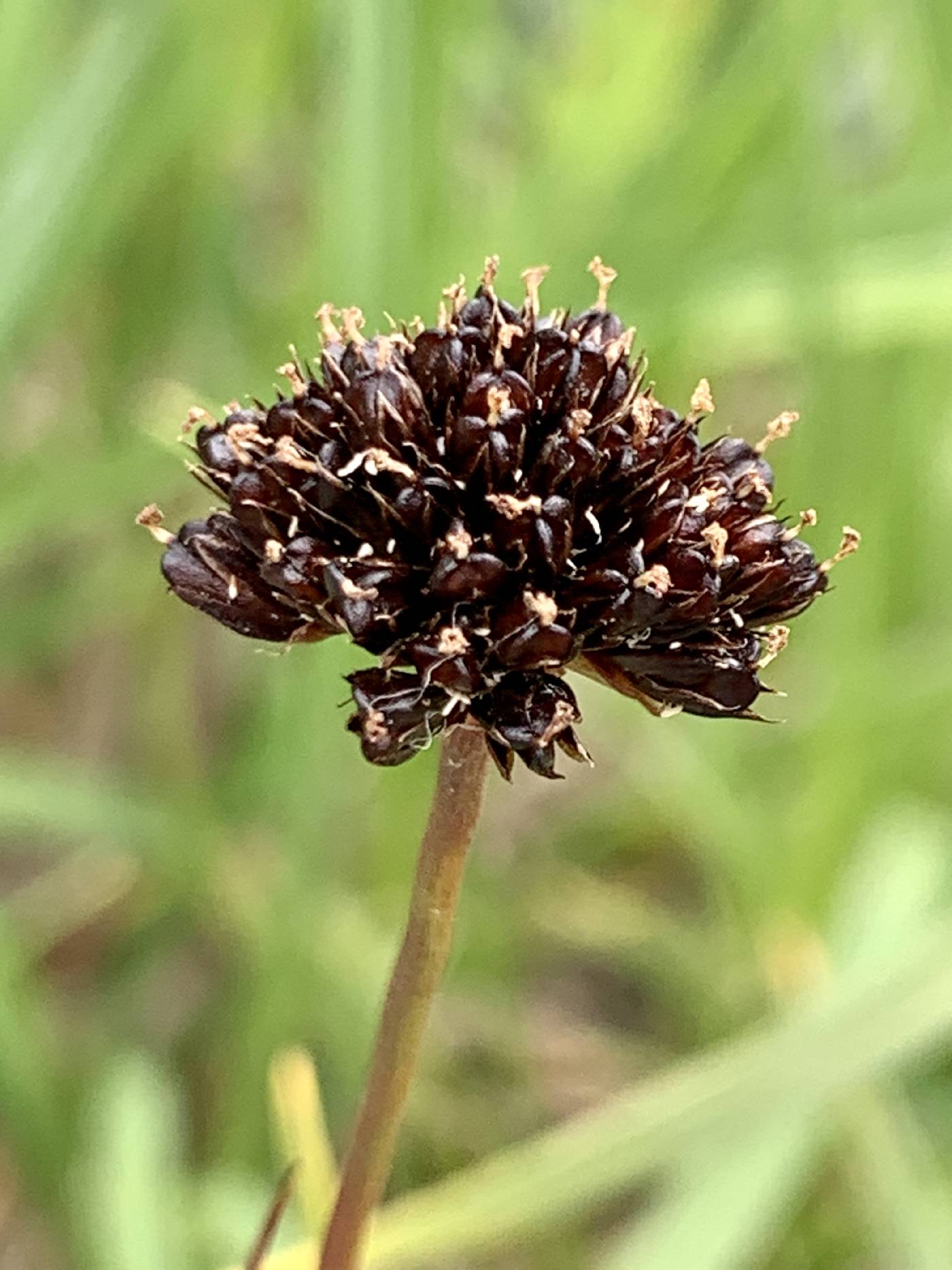 Juncus mertensianus image