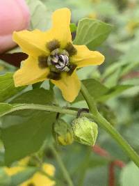 Physalis philadelphica image