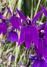 Lobelia × speciosa image