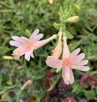 Epilobium canum image