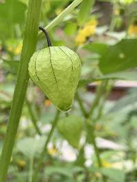 Physalis philadelphica image