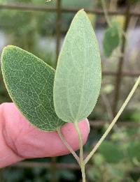 Clematis versicolor image