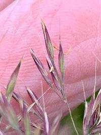 Calamagrostis brachytricha image