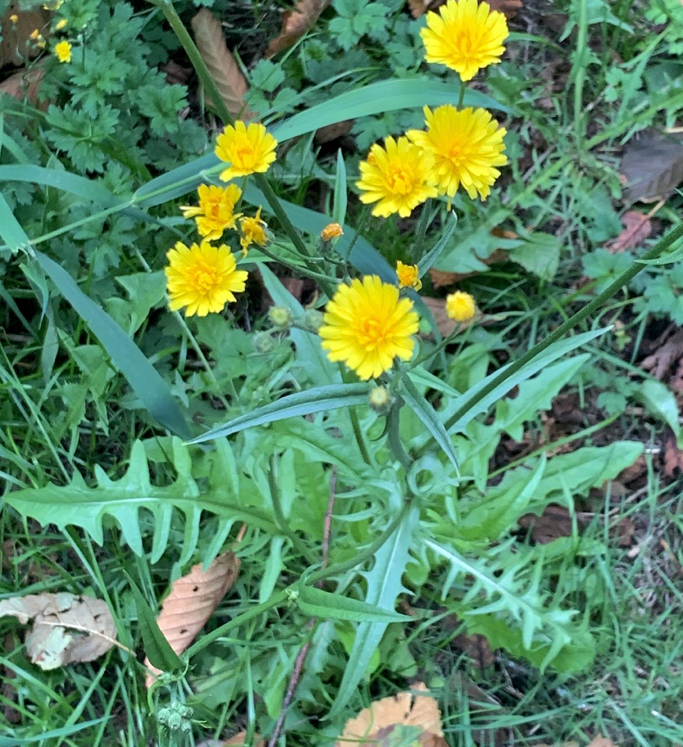 Crepis capillaris image