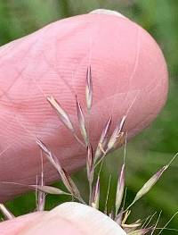 Calamagrostis brachytricha image