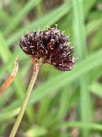 Juncus mertensianus image