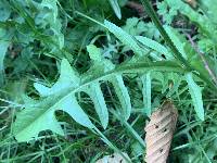 Crepis capillaris image