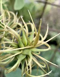 Clematis versicolor image