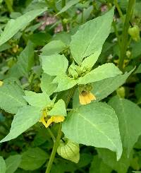 Physalis philadelphica image