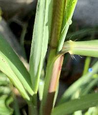 Echinochloa crus-galli image