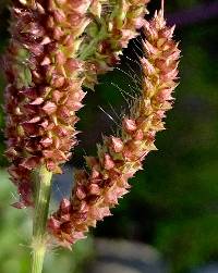 Echinochloa crus-galli image