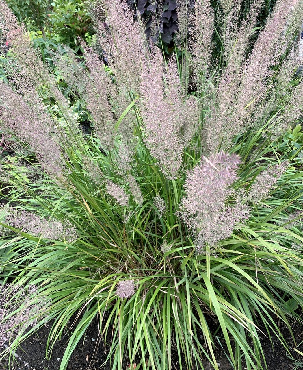 Calamagrostis brachytricha image