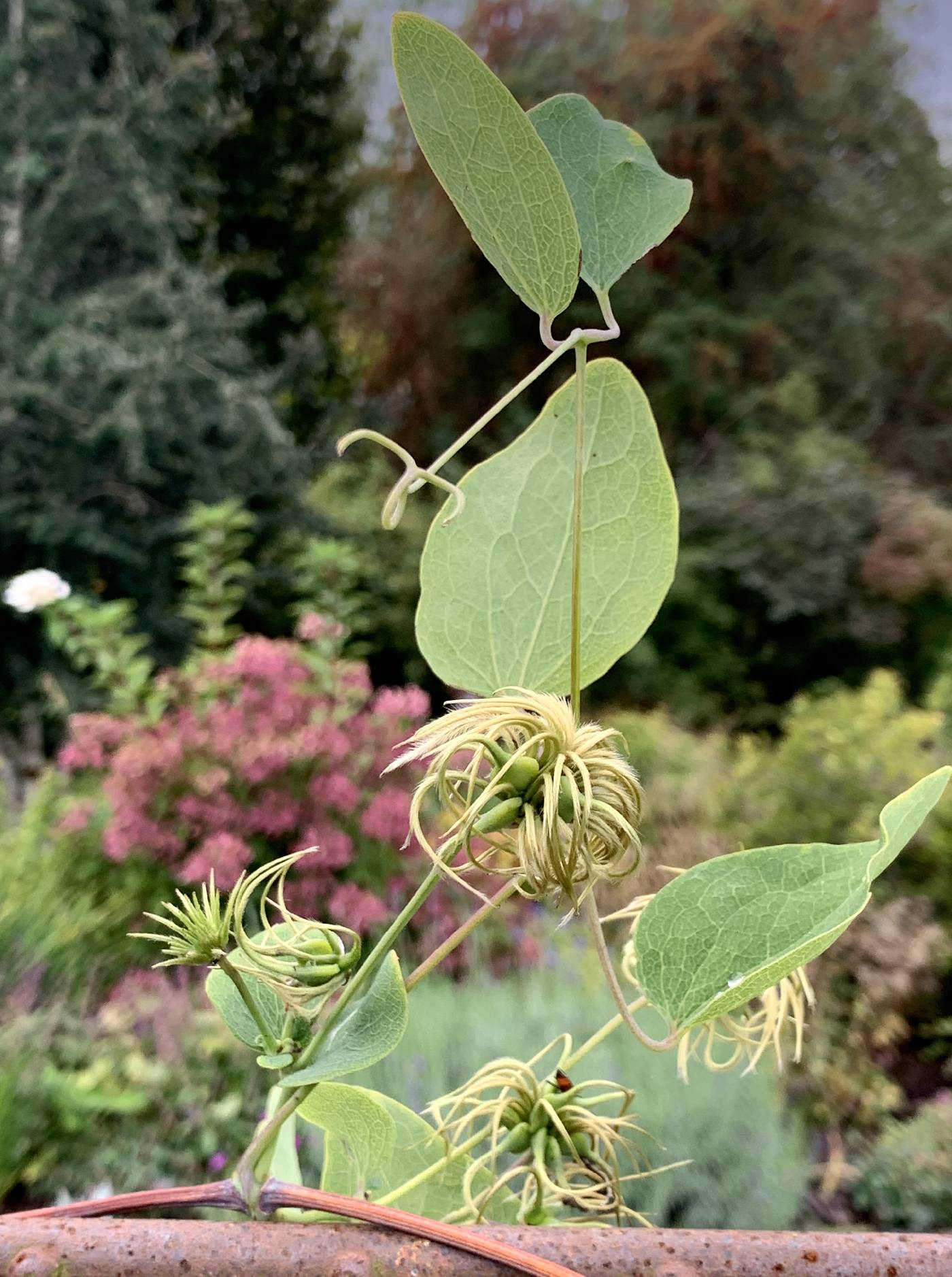 Clematis versicolor image