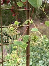 Clematis versicolor image