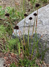 Juncus mertensianus image