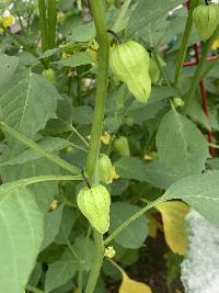 Physalis philadelphica image