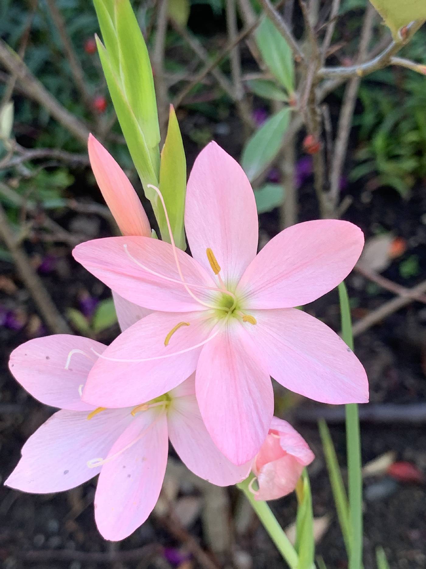 Hesperantha coccinea image