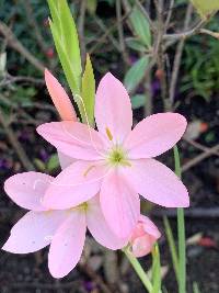 Media resource of Hesperantha coccinea