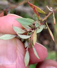 Vaccinium glauco-album image