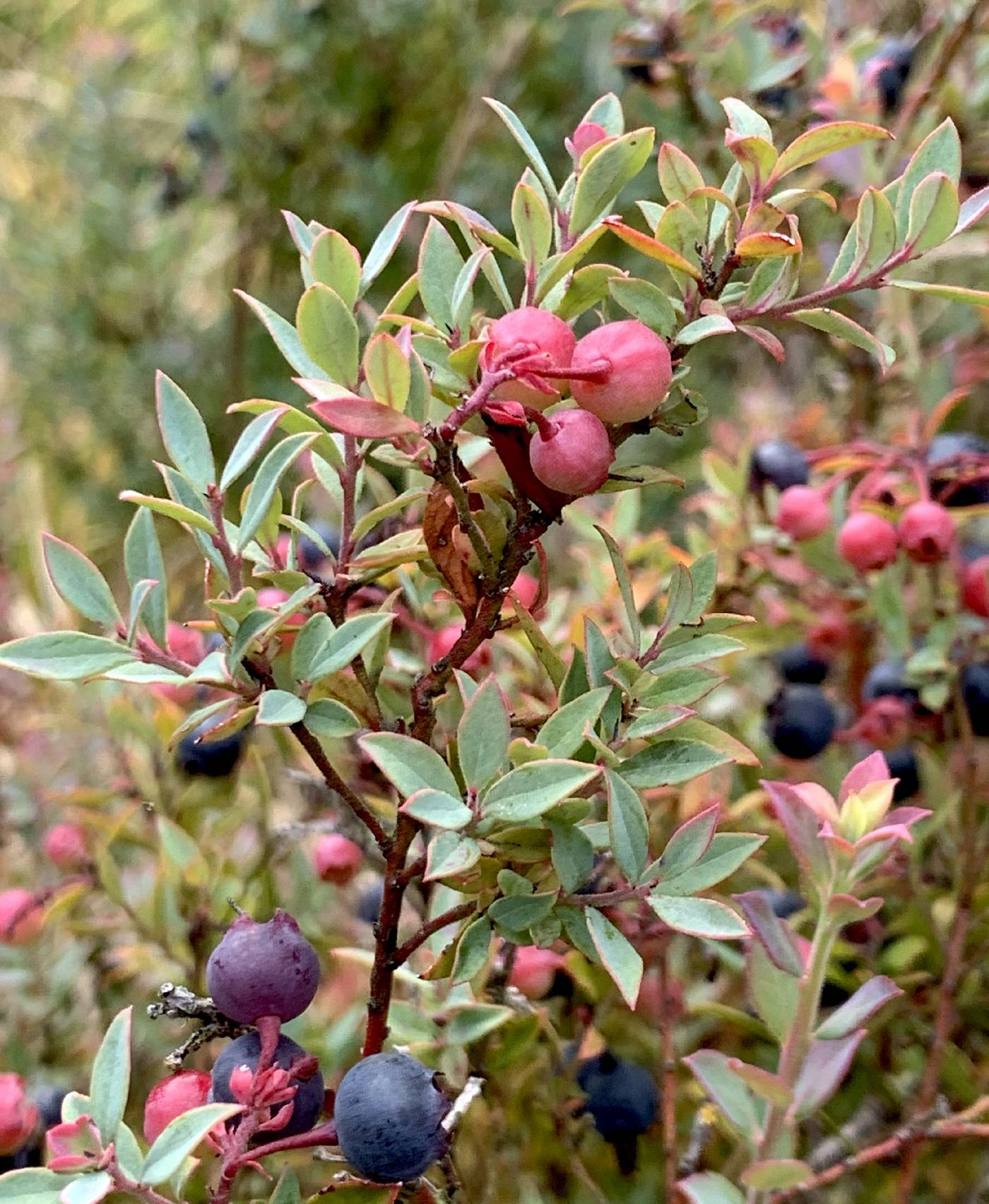 Vaccinium glauco-album image