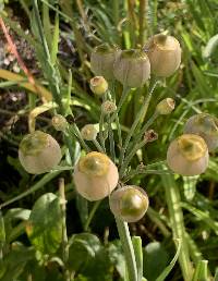 Image of Alstroemeria isabellana