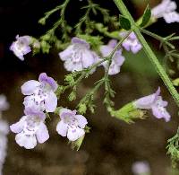 Calamintha nepeta image