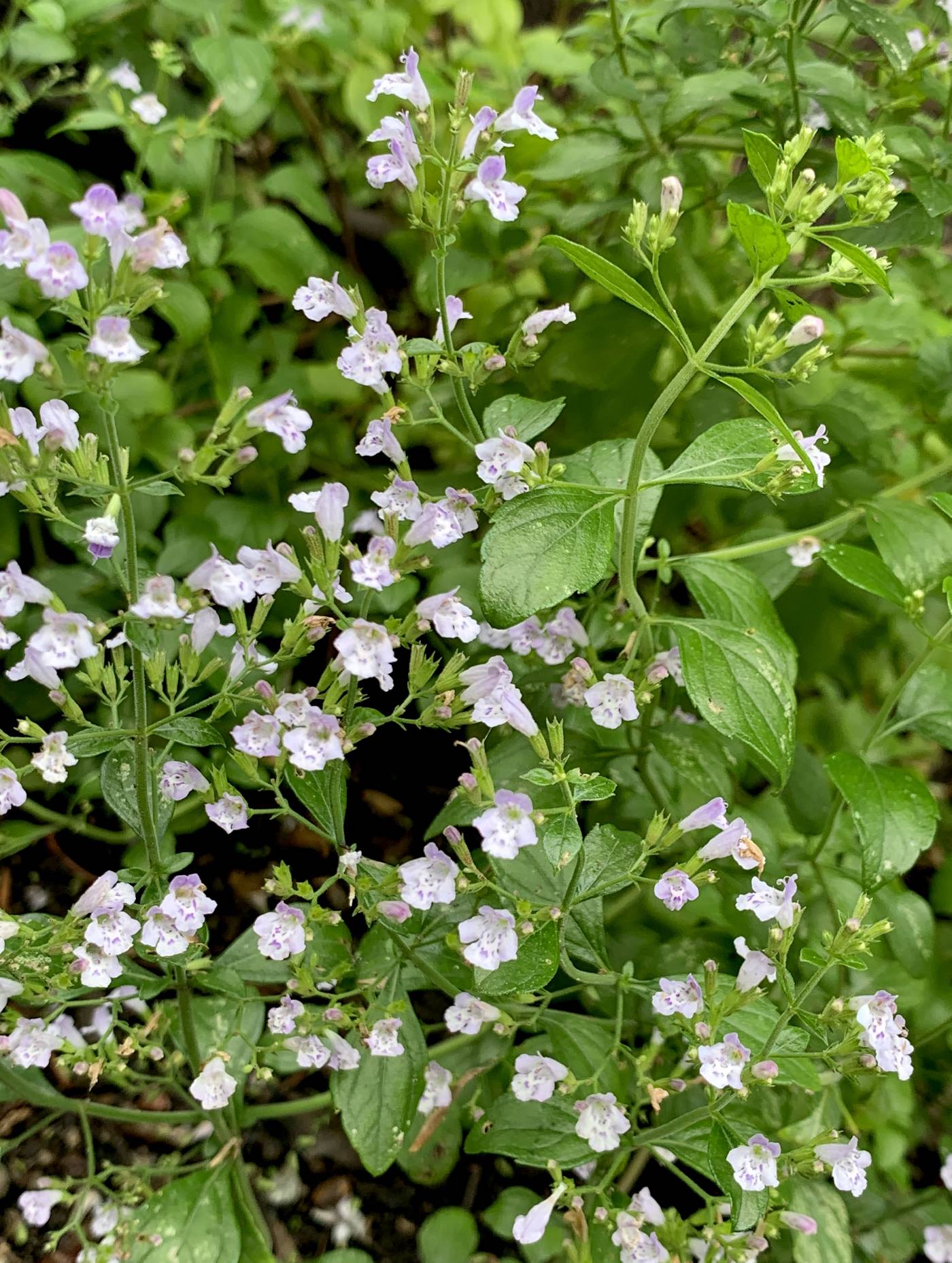 Calamintha nepeta image