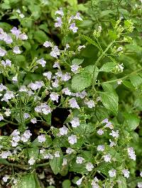 Image of Calamintha nepeta