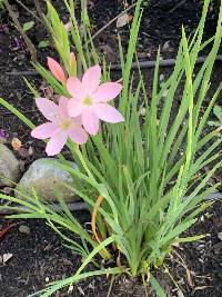 Hesperantha coccinea image