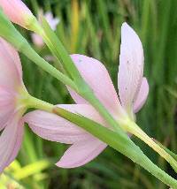 Hesperantha coccinea image